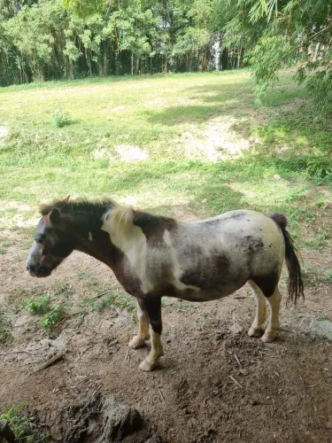 Pônei macho à venda - Castrado