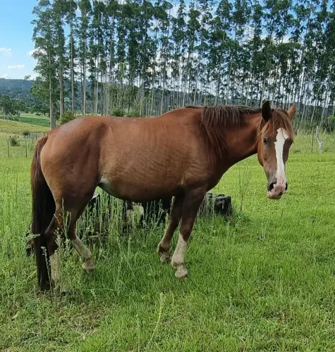 Vendo Égua