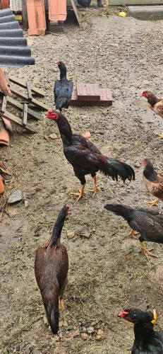 Galo indio pura de 1 ano
