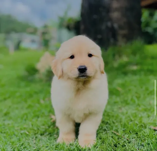 Golden com entregas em todo país
