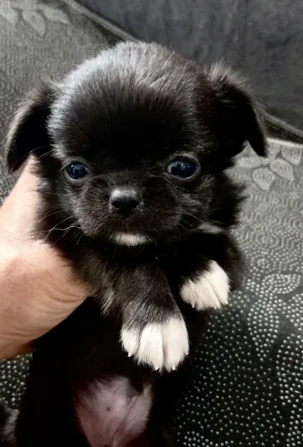 Chihuahua macho - pêlo longo - pedigree e garantia de saúde
