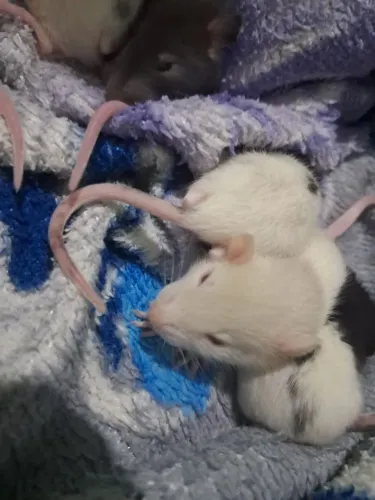  Rato Twister 