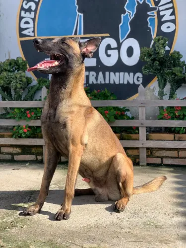 Pastor belga malinois 