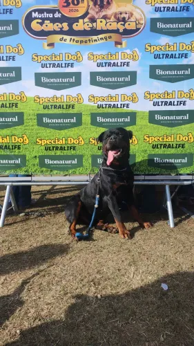 Rottweiler 