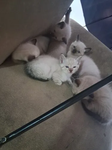 Gatinhos para doação 