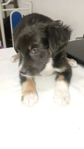 Doação cachorrinha