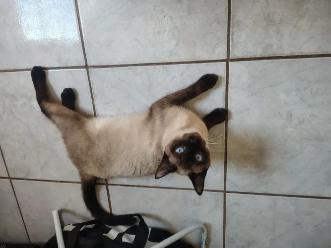Doa gato siamês 