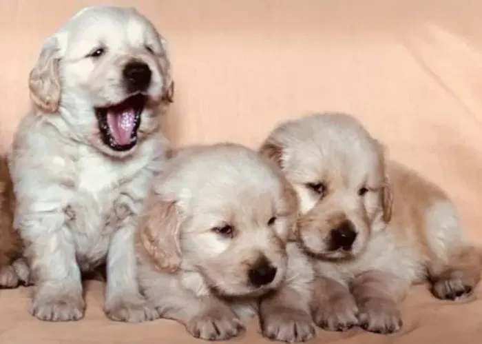 Filhotes de Golden Retriever | Focinho cheio de encanto.