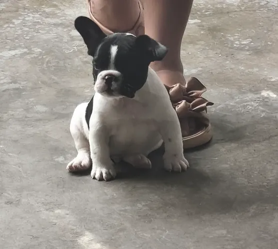 Cachorros