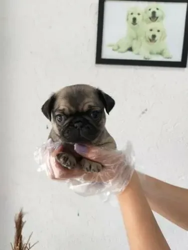 Pug abricotè- Uma dose de amor, disponível em loja- Dani
