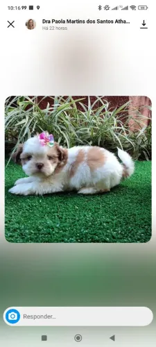 SHIH TZU fêmea