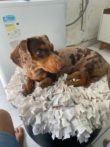 Procuro namorada para cookie dachshund (salsicha)