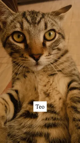 gatos