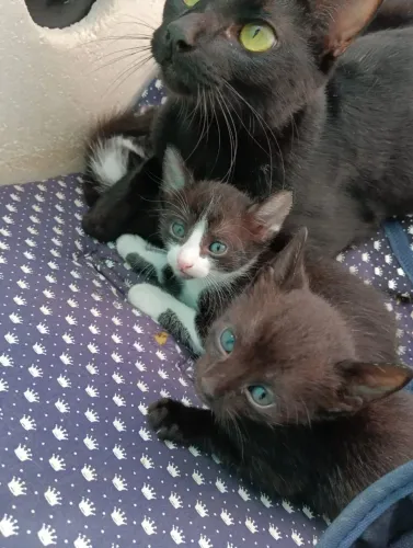 Gatinhos de 1 mês para adoção 