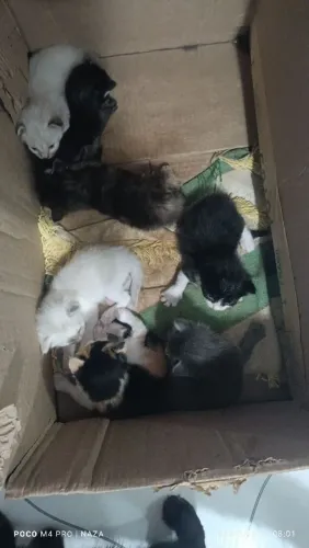 Lindos gatinhos para adoção 
