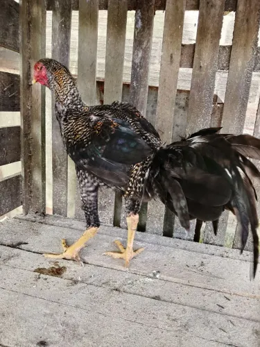 Frango Pedrez 4