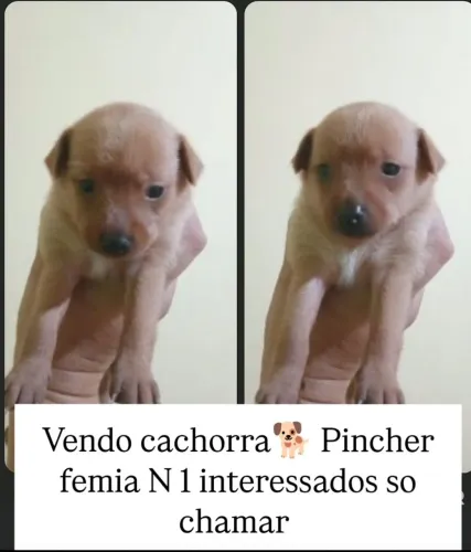 *Cachorra Pincher N1 femia
