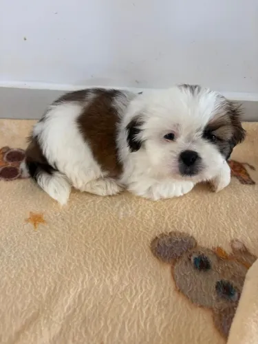 Shihtzu fêmea vender hoje