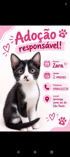 Doa se lindos BBS gatinhos