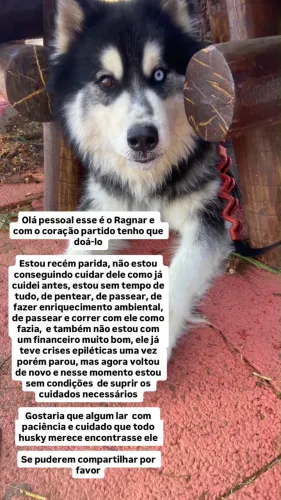 DOAÇÃO RESPONSÁVEL - HUSKY SIBERIANO 