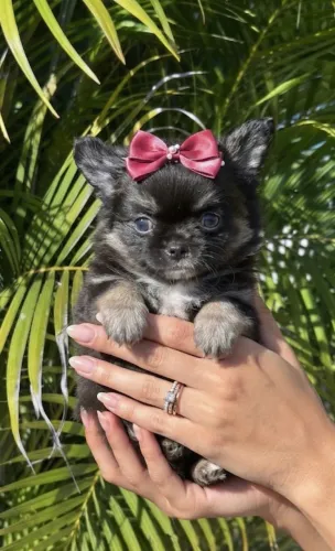 Chihuahua femeas perfeitas pedigree
