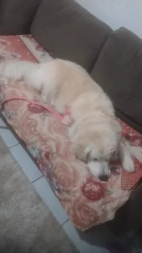 Cachorra Charlotte