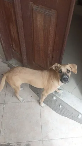 Cadela adoção responsável