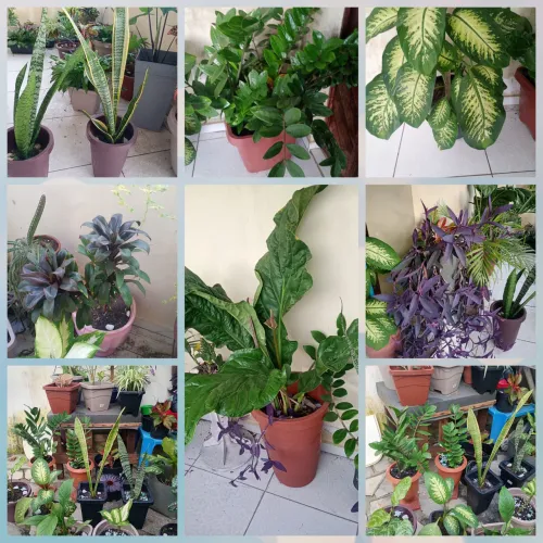 Lindas plantas naturais