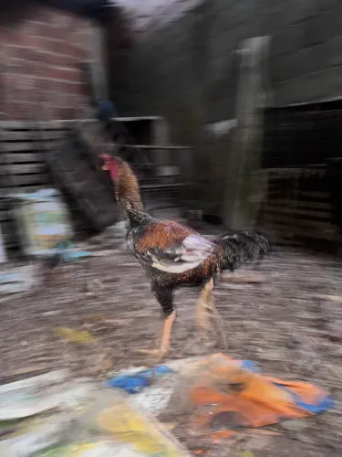 Frango caipira