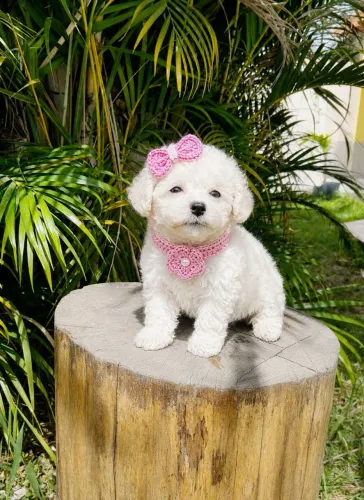 Poodle Toy Fêmea!Perfeição da raça!