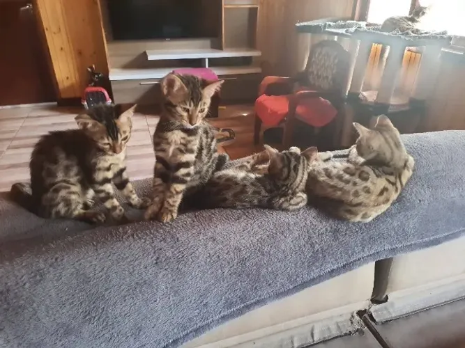 Filhote de gato bengal