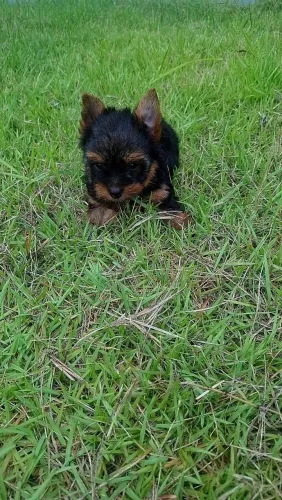 York Filhote com 60 dias Machinho
