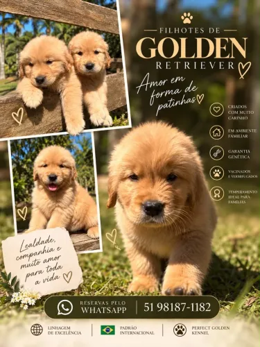 Golden Retrivier