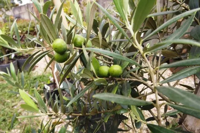 Mudas de oliveira preste a produzir exertadas