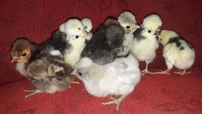 Pintinhos Galinha Polonesa