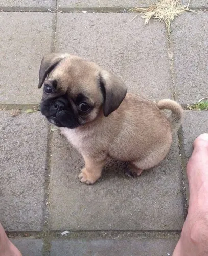 Filhote de Pug amor que do cresce 