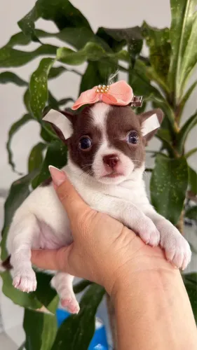 chihuahua fêmea micro branca e chocolate 45 dias 