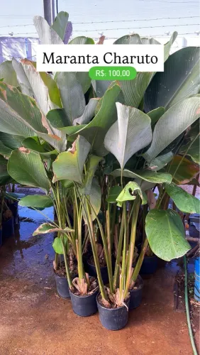 Maranta Charuto - Linda e Exótica