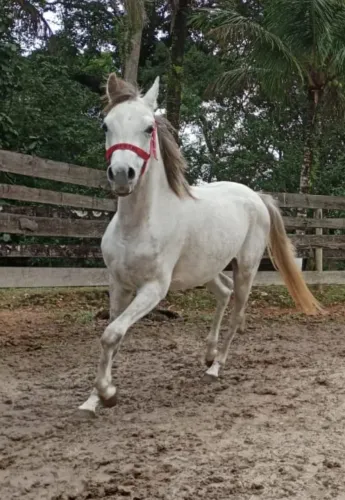 Puro Sangue Árabe 