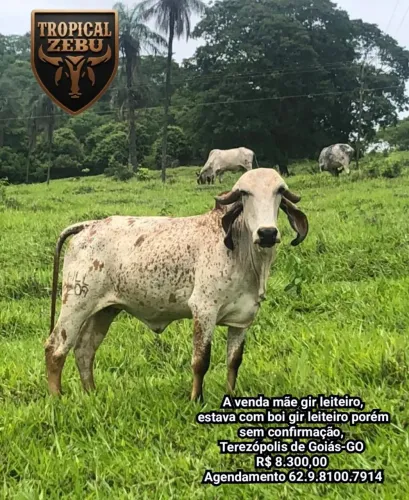 A venda mãe gir leiteiro Terezópolis de Goiás-GO 