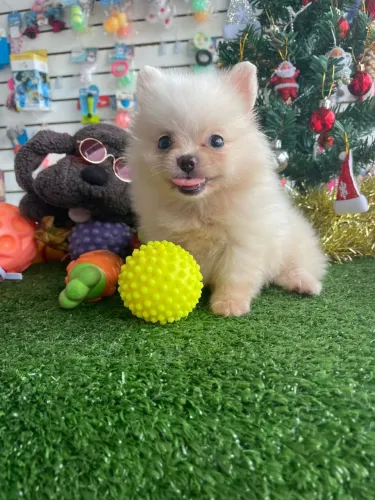 Spitz alemão fofinho e brincalhão