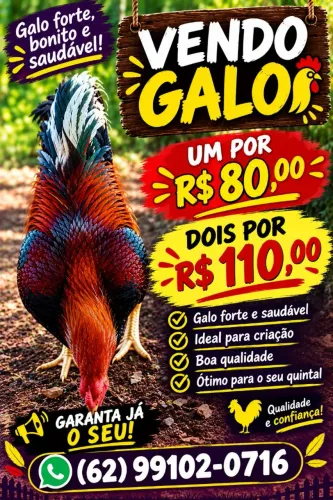 Vendo galo grande e bonito....