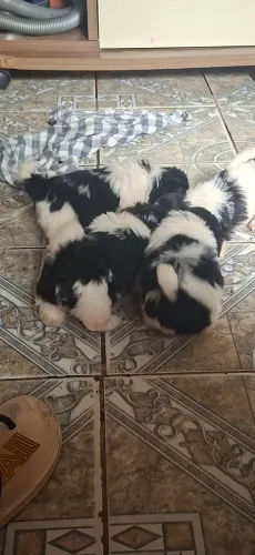 Vende-se filhote de shih-tzu