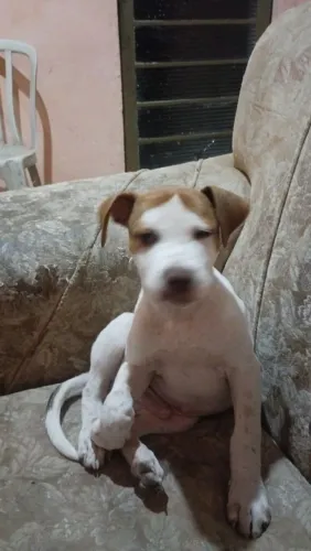 Estou doando um cachorrinho nistisso a pitibu