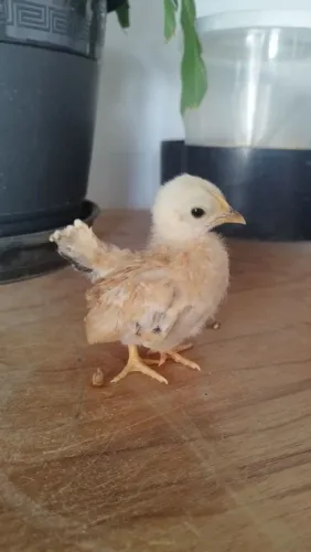 Mini galinha pintinhos