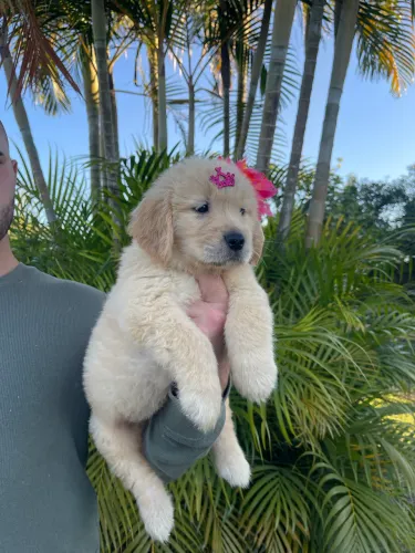 Golden Retriever Macho e Fêmea com Pedigree