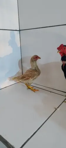 Mini índios