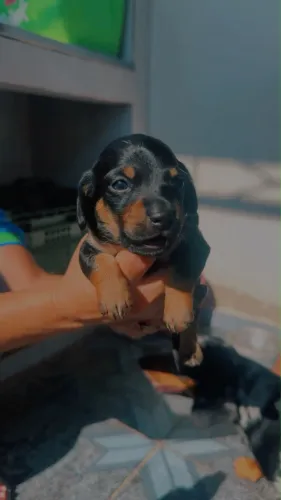 Filhote de linguicinha (Dachshund)