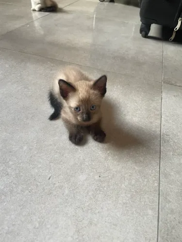 Gatos para adoção 
