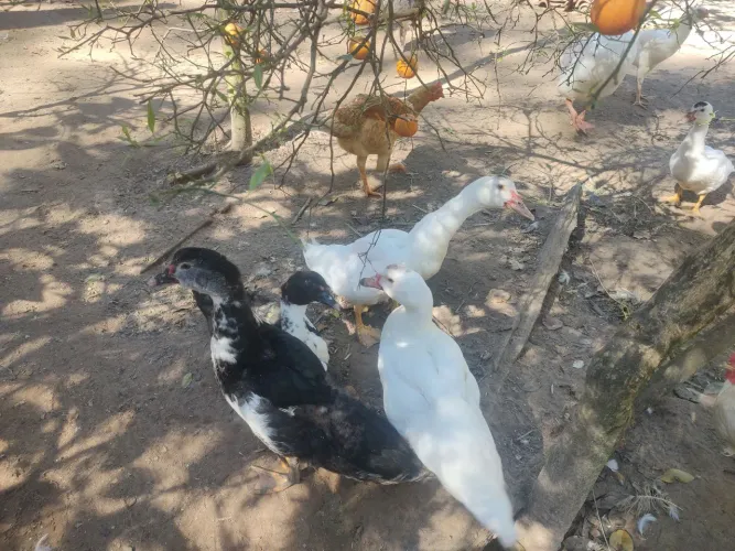 Patos